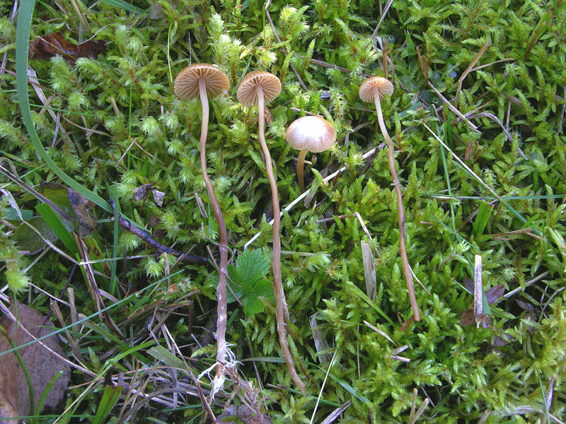 Galerina da determinare n35(2007)